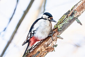 Great spotted woodpecker sitting on a branch