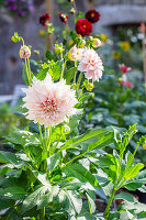 Dahlie (Dahlia) im Sommergarten in voller Blüte