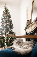 Katze liegt auf Sessel vor Weihnachtsbaum