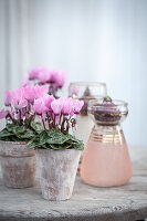 Flower bulbs (hyacinths) and light pink cyclamen in antique terracotta pots