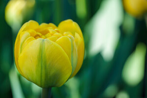 Yellow and green tulip against a blurred background with green leaves