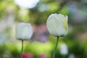 White tulip with red outline, colourful blurred background
