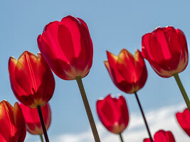 Red tulips against a blue sky with a few clouds