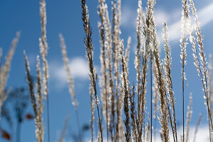 Miscanthus Sinensis, Eulalia or Chinese silver grass in front of a blue sky with a few clouds