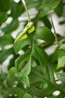 Kleines Fensterblatt (Monstera minima) - Blätter mit Wassertropfen