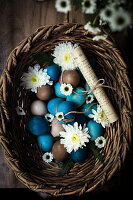 Dyed Easter eggs in shades of blue and natural colors with white flowers in a wicker basket