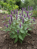 Duftnessel 'Beelicious Purple' (Agastache)