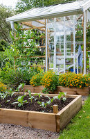 Raised vegetable beds in front of the greenhouse in the garden