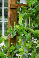 Sugar snap pea plant on wooden trellis in the garden