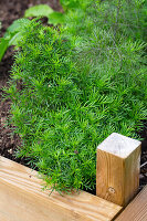 Raised herb bed with fresh dill