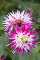 Dahlias (Dahlia) in pink and white colouring in the garden