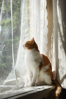 Cat sits on window sill and looks outside