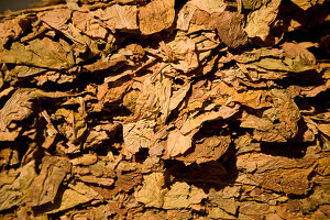 Dried tobacco leaves