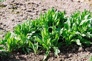 Leaves of garden black salsify (Scorzonera hispanica, Spanish black salsify, true black salsify) in the vegetable patch in the garden