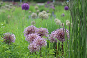 Globe leek (Allium) 'Globemaster' in the garden bed