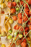 Herbstliche Lampionblumen (Physalis alkekengi), getrocknete Blüten und Zweige auf Herbstblättern, Portrait