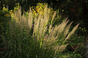 Diamond grass (Calamagrostis brachytricha) in autumn