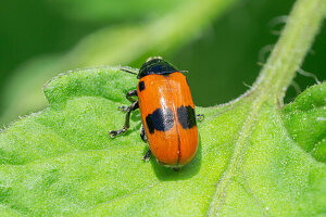 Close up eines Ameisensackkäfers (Clytra laeviuscula) auf einem Blatt