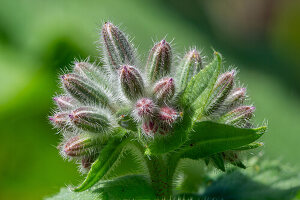 Close up von Borretschblüten (Borago Officinalis), Knospen, Gurkenkraut