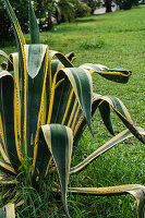 Nahaufnahme einer Agave (Agave americana) im sommerlichen Park