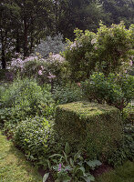Well-tended garden bed with trimmed boxwood cube and flowering shrubs