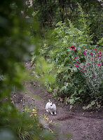 Rabbit on garden path between flowering shrubs