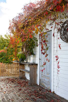 Autumnal veranda with vines on a white wooden house