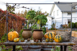 Pumpkins in various shapes on a wooden table in the autumn garden