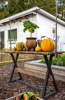 Autumnal pumpkins and kale on a garden table in front of a white wooden house