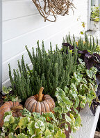 Pumpkins and evergreen plants on a rustic outdoor windowsill