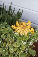 Ornamental pumpkin with patterned foliage in an autumnal window box