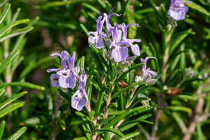 Flowering rosemary in the garden