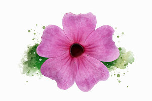 Illustration der Schwarzäugigen Susanne (Thunbergia alata) in Rosa als Aquarell