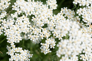 White yarrow in the garden