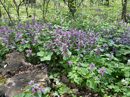 Spotted deadnettle in bloom