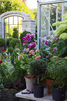 Flowering roses next to a greenhouse in the garden