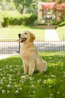 Golden Retriever in the summer garden on a green meadow