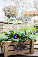 Holzkiste mit Primel (Primula) auf Bauernmarkt