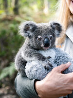 Frau hält kleinen Koala im Arm