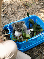 Koala im Plastikkorb mit Eukalyptusblättern