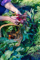 Woman harvests beetroot and carrots