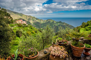Terrace in the vineyards above Vernazza, Cinque Terre, Italy