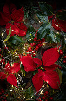  Red poinsettias with holly and fairy lights  