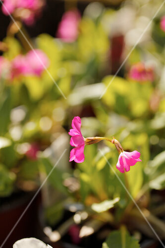 Wohnen im Gewächshaus – Feature-Bilder kaufen – living4media