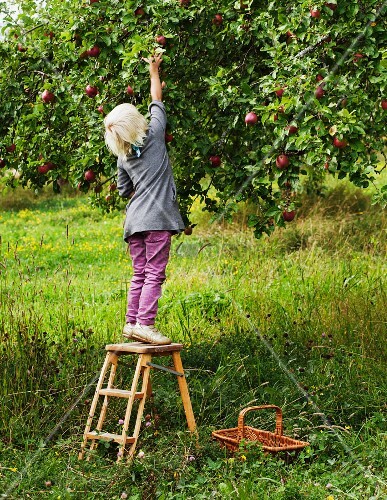 Kleines Madchen Beim Apfel Pflucken Bild Kaufen 11221829