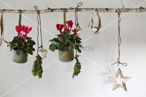 Red Cyclamen In Metal Pots And Christmas Buy Image 11239117