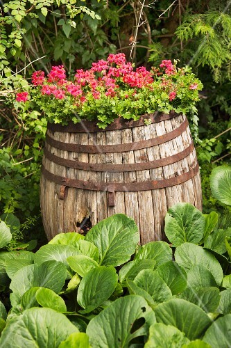 Altes Holzfass Mit Bluhenden Geranien Bild Kaufen 11308347