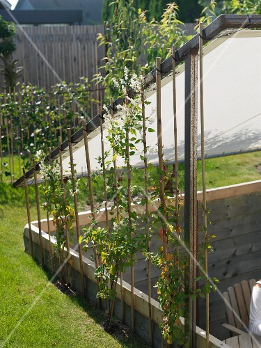 Garden With Sunken Terrace Below Awning Image Garden With Sunken Terrace Below Awning Image