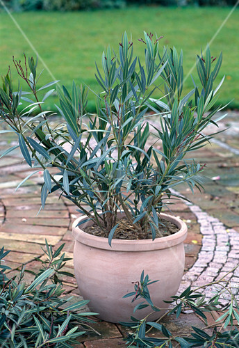 Oleander Zuruckschneiden Bild Kaufen 12115085 Living4media
