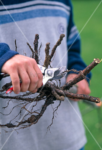 Apfelbaum Pflanzen 4 9 Bild Kaufen 12140545 Living4media